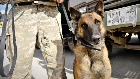 A bátor kutya hat katona életét mentette meg