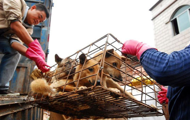 Kutyavásár Kínában