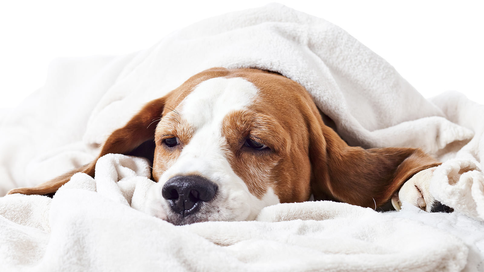 Megfázás esetén tartsuk melegen a kutyát