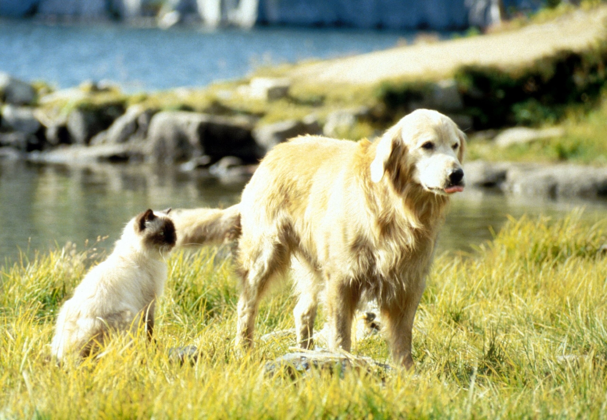 úton hazafelé film