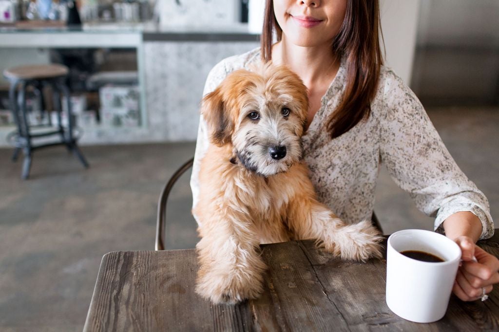 Kávé és kutyák - A koffein mérgező lehet kedvenceink számára