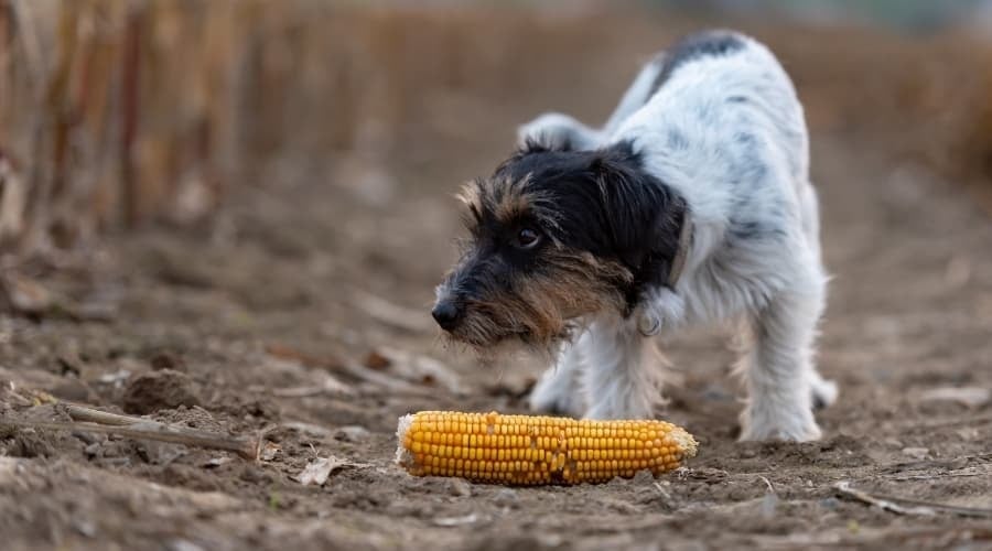 Kukorica - nyersen is kaphat belőle egy kicsit a kutya, de a csutkáját ne egye meg