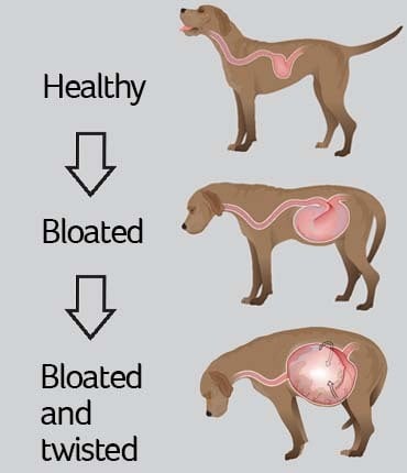 Gyomorcsavarodás kutyáknál ábra
