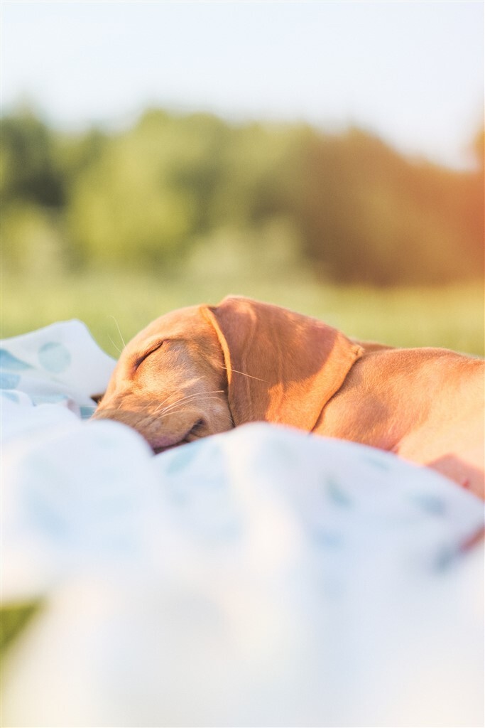 Alvás kutyáknál - A kölykök sokkal többet alszanak mint a felnőtt kutyák