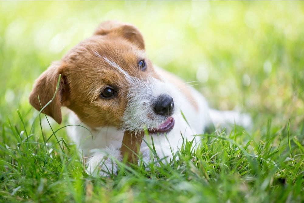 Rossz lehelet – Miért büdös a kutya szája? - Egészség