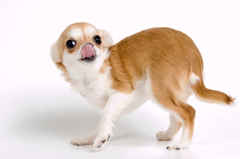 A szájnyalogatás gyakran csillapító, nyugtató jel kutyáknál