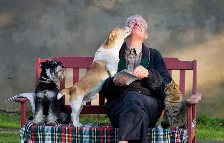 A kutyák és macskák is remek társaságot nyújthatnak az egyedül élő idősek számára
