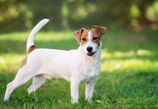 jack russel