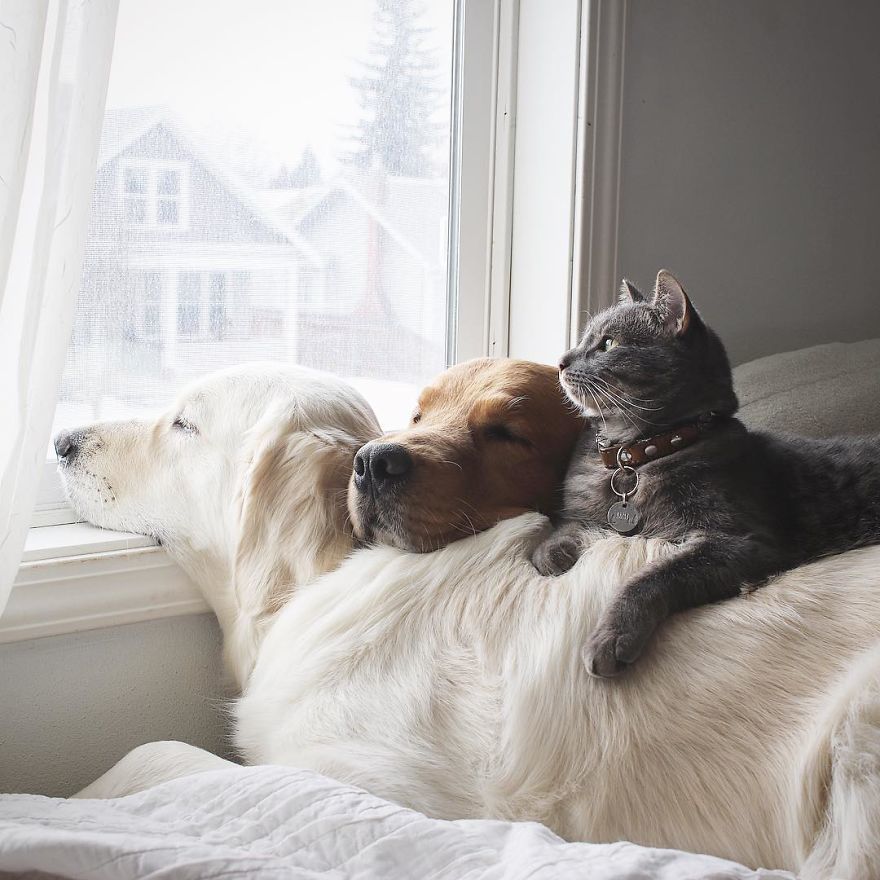 Örök barátság egy macska és két kutya között - 1