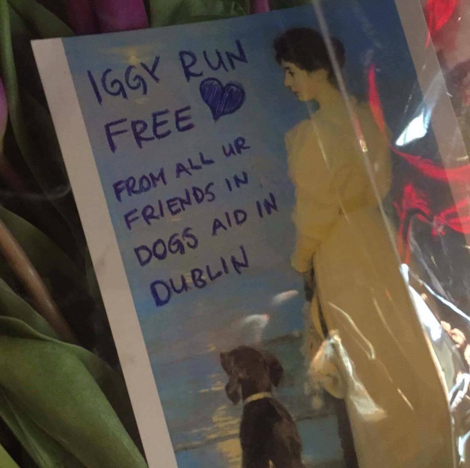 Szaladgálj szabadon Iggy! - a kutyust megmentő és örökbeadó szervezet megemlékezése