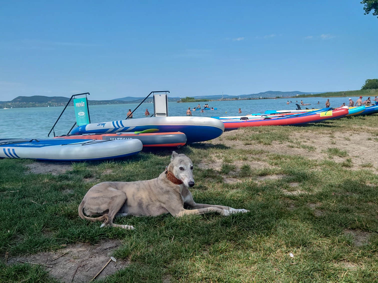 Biztosítsunk kutyánknak is hűsölési, pihenési lehetőséget strandolás közben!