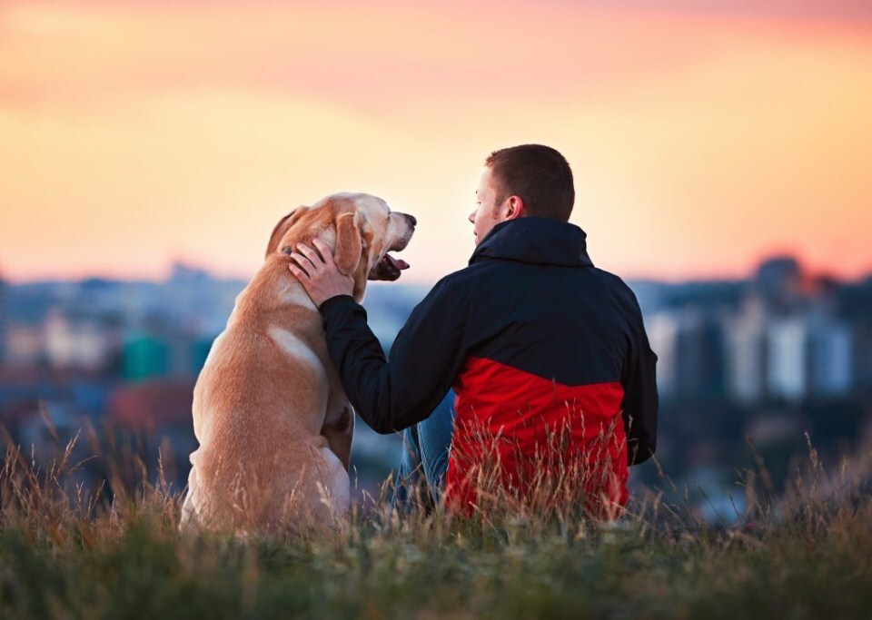 Introvertált kutyák - örömet okoz számukra, ha minél több időt tölthetnek a gazdival