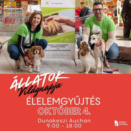 Hangya közösség élelemgyűjtés