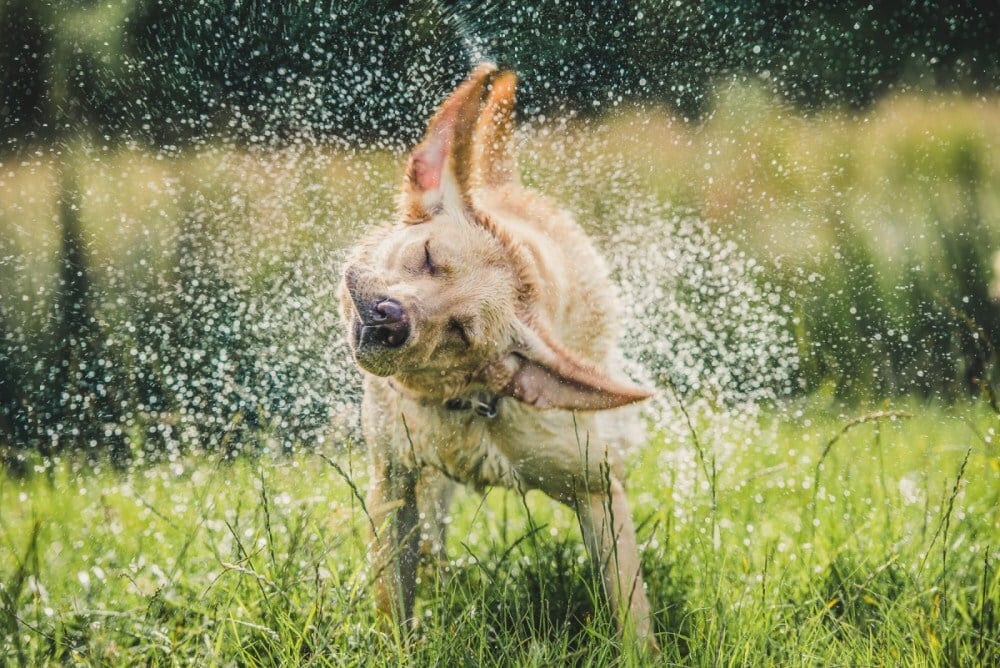 Miért őrülnek meg a kutyák fürdés, úszás és fürdetés után