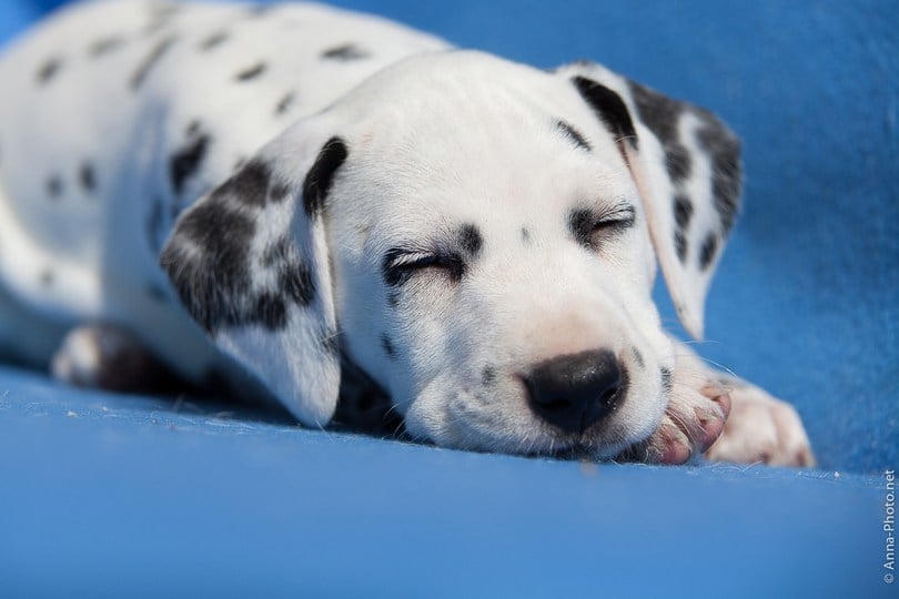 A nyugodt pihenés és alvás kölyök- és felnőttkorban is fontos a kutya számára