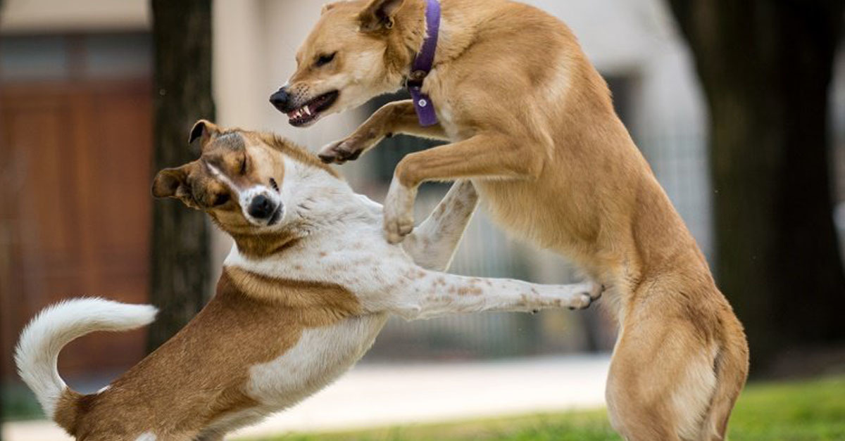 Kutyáink az összeveszés után nehezen bocsátanak meg egymásnak