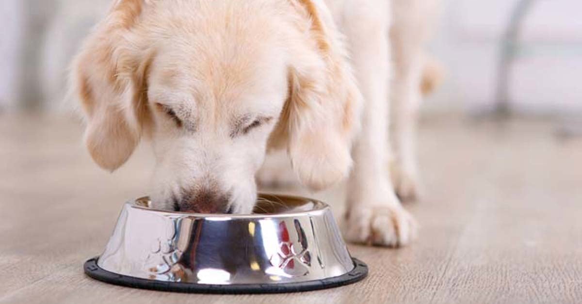 étrend-kiegészítők a kutya szívének egészségéért hipotenzió és magas vérnyomás kezelése