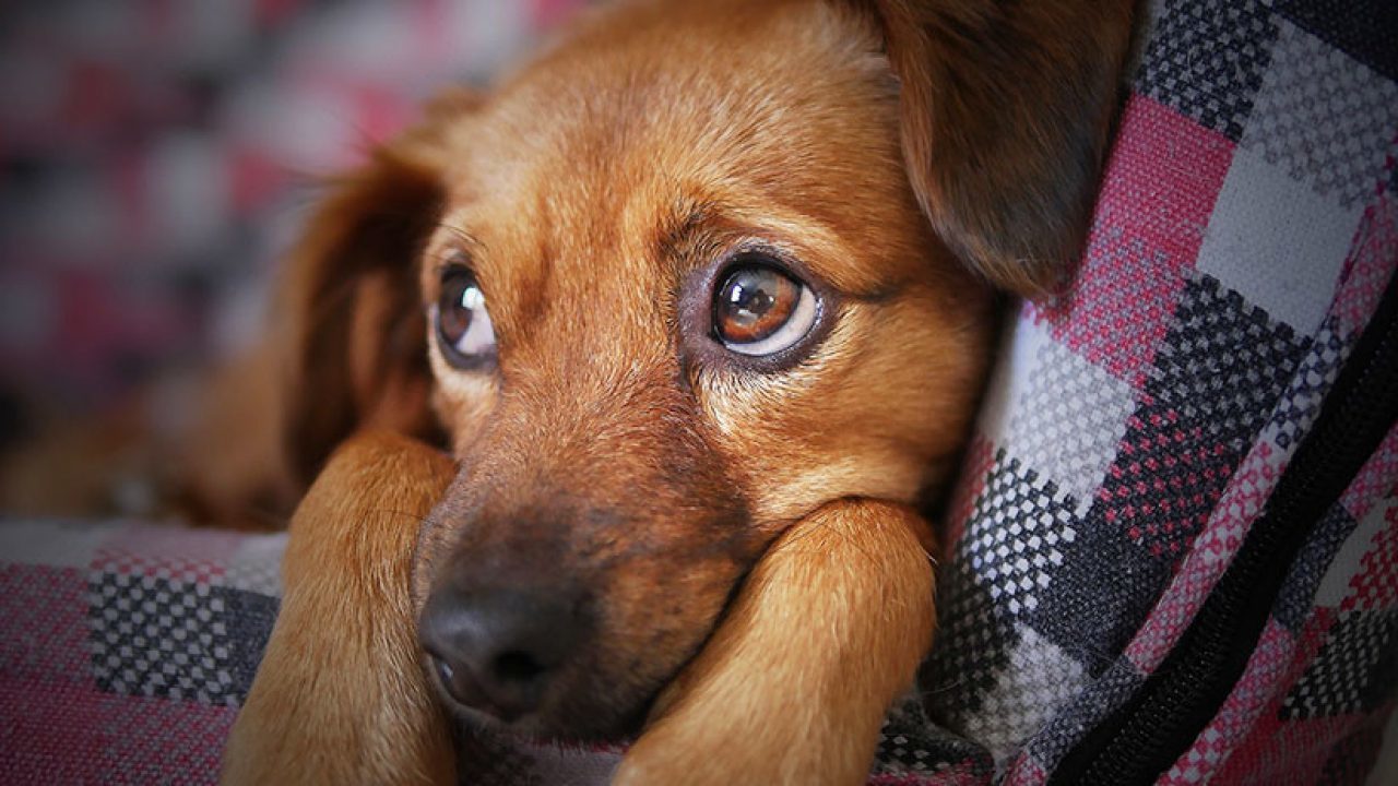 A kennelköhögés különösen megviselheti a fiatal kutyák és a kölykök szervezetét