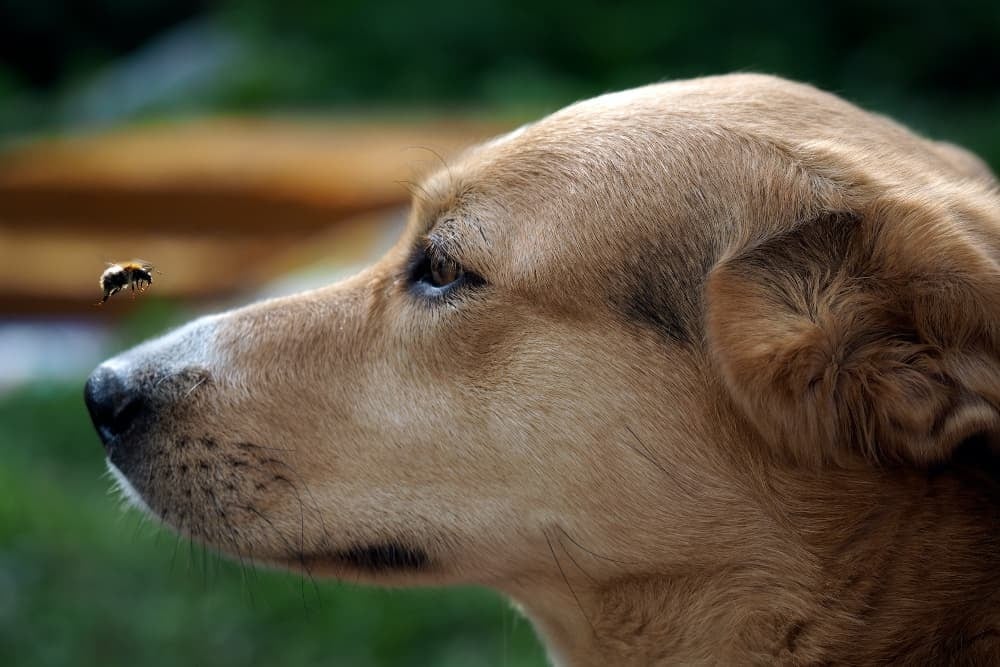 Rovarcsípések kutyáknál - Tünetek és teendők