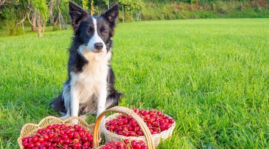 Ehetnek a kutyák cseresznyét?