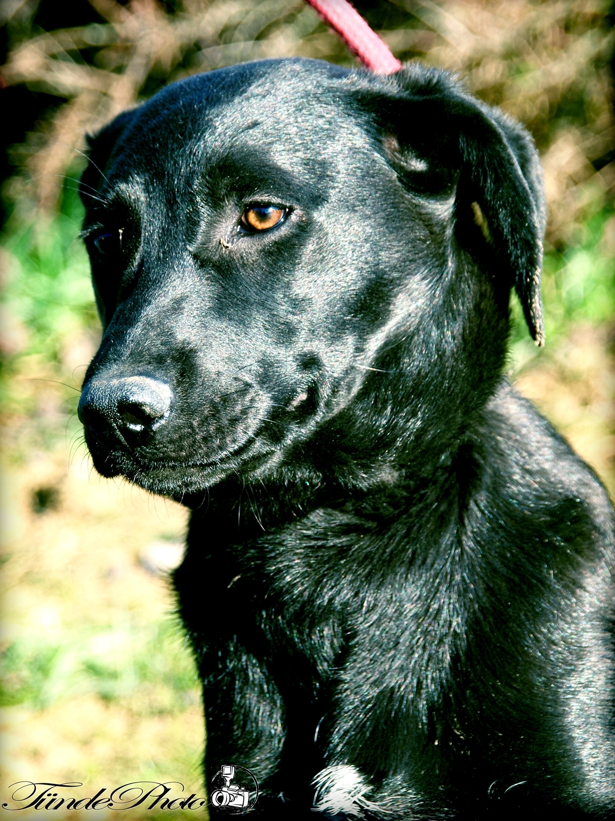 Egy fekete kutya csillogó bundája gyönyörű látvány nyújt
