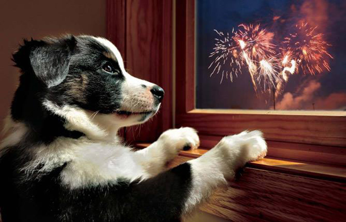 Tűzijáték és petárdázás  - A kutyák félnek, vigyázzunk rájuk!