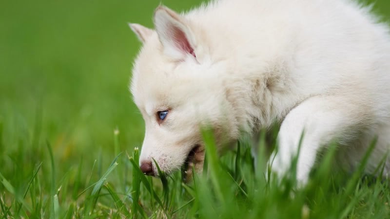 Kutyaegészség - Gyomorproblémára utalhat, ha feltűnően sok füvet eszik a kutya