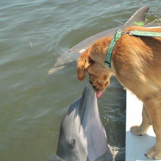 A delfin és a kutya barátsága - a puszi nem maradhat el