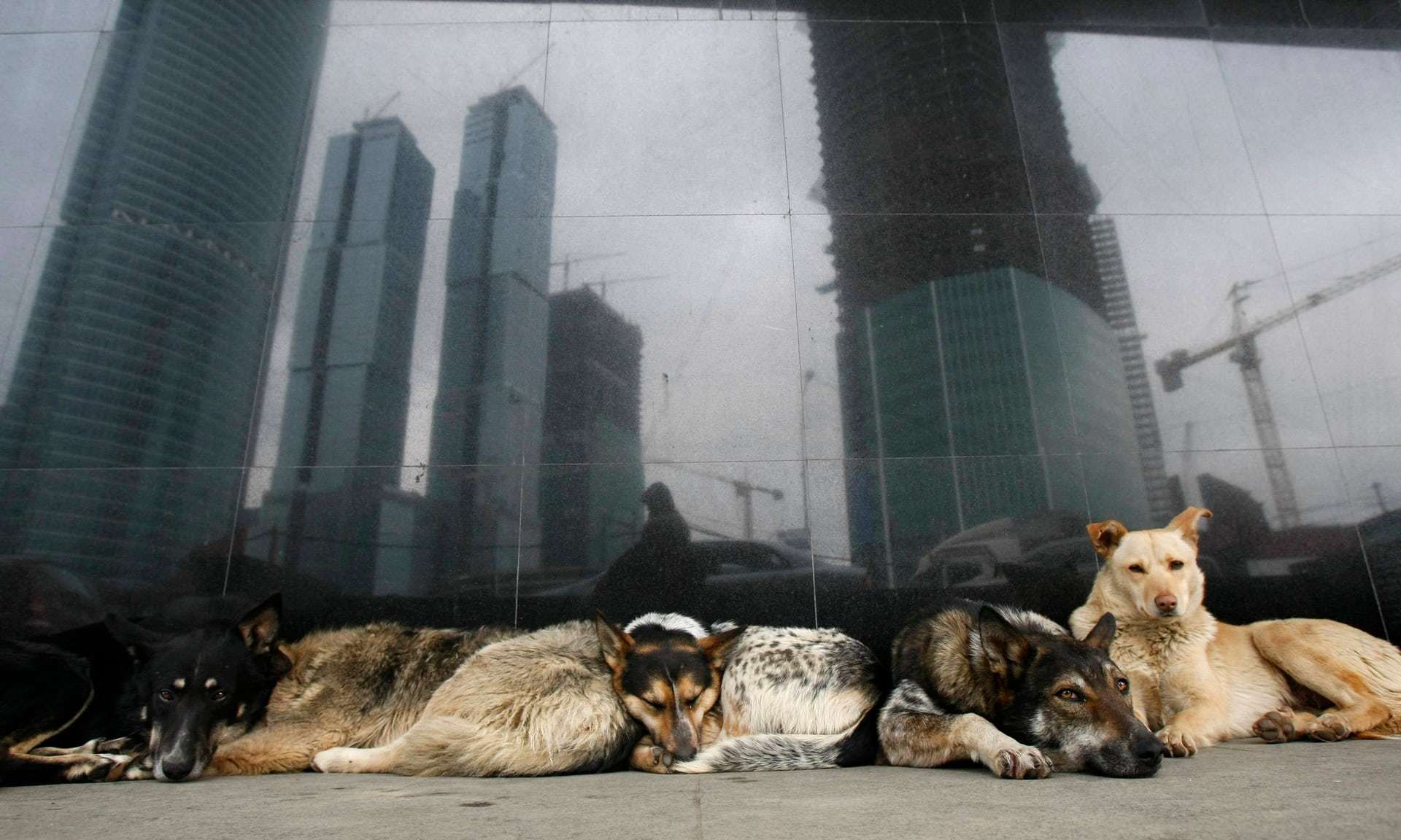 Kétmillió kóbor kutya él a becslések szerint a foci VB helyszínéül szolgáló városokban