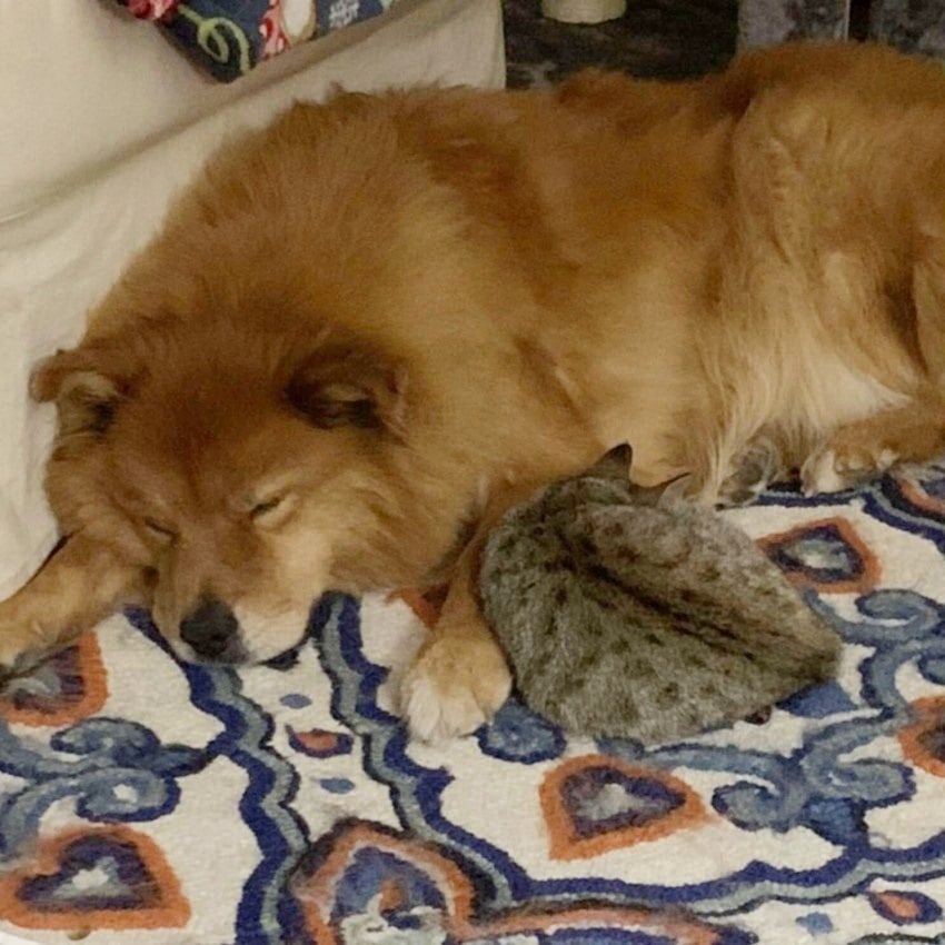 Az idős kutya és a kiscica együtt pihen
