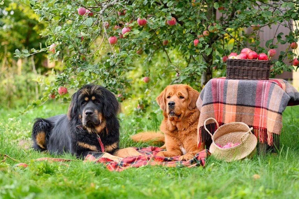Zamatos őszi gyümölcs - A kutyák is szeretik az almát