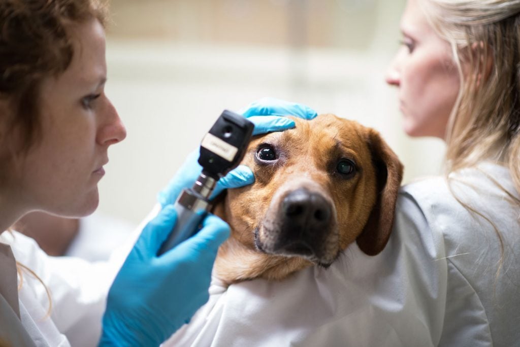 Szemférgesség kutyáknál - Alapos szemvizsgálatra lehet szükség az állatorvosnál