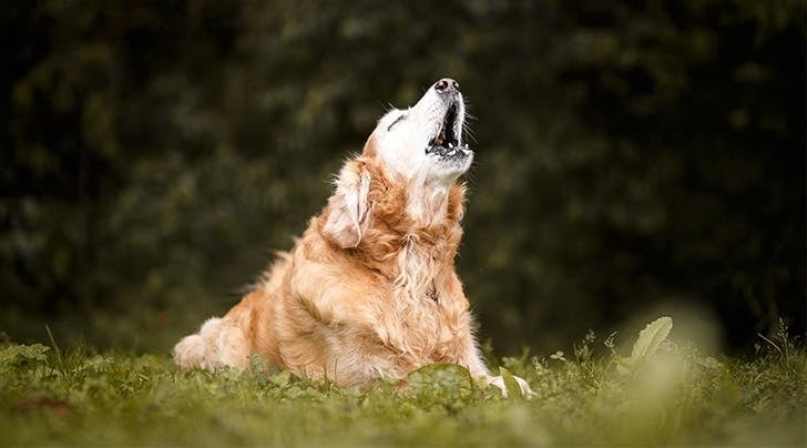 Egyes kutyák akár vonyítással is reagálhatnak egy nagyobb napfogyatkozásra