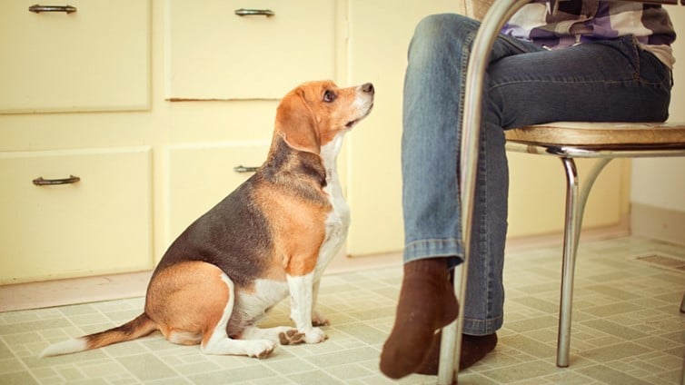 Az elhízás és a túlsúly veszélyei kutyáknál