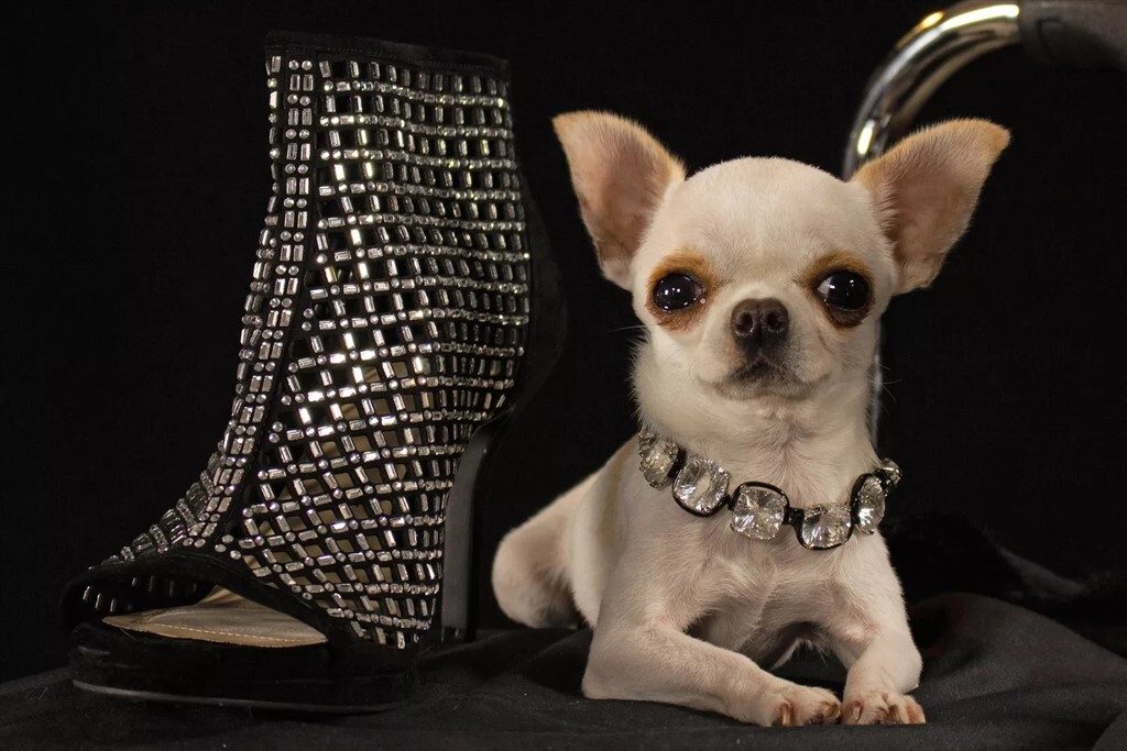 Guinness Rekordot döntött Pearl vagyis Gyöngy, a parányi kutya