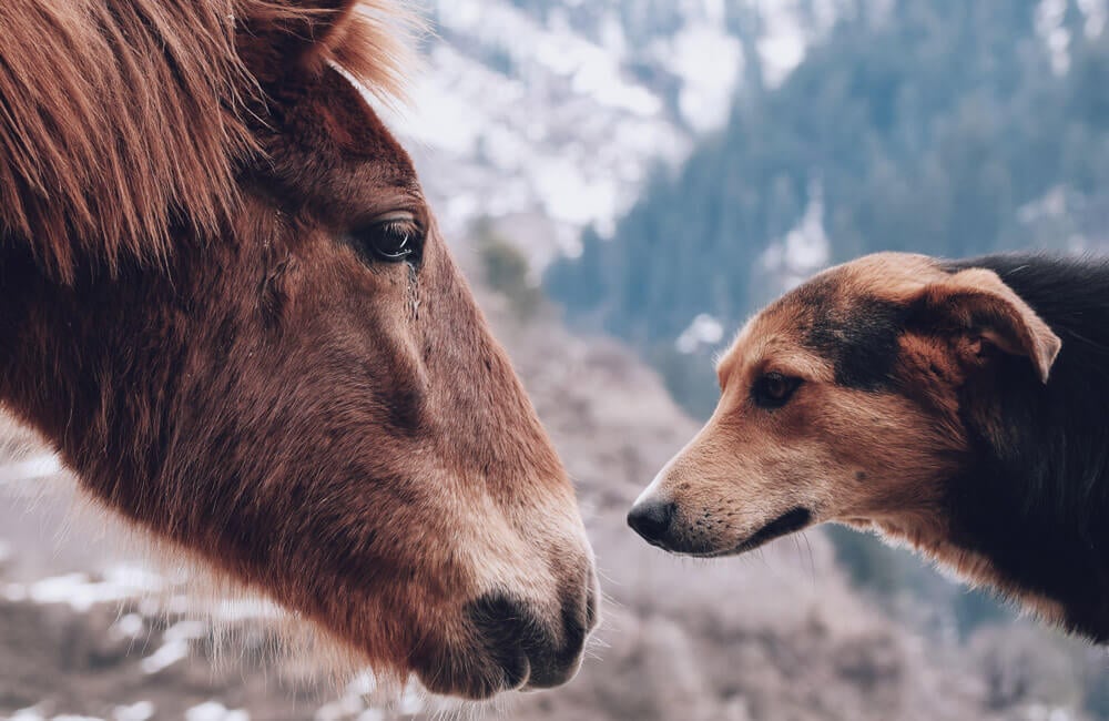 Ló és kutya - egy barátság kezdete?