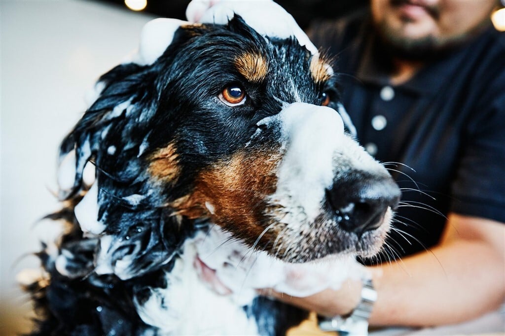 Korpásodás kutyáknál - Speciális samponnal történő fürdetésre lehet szükség