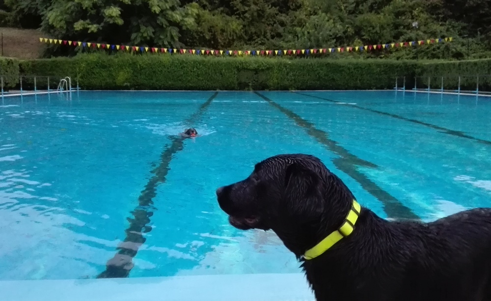 A hűvös idő sem szegte kedvét a kutyáknak az úszáshoz