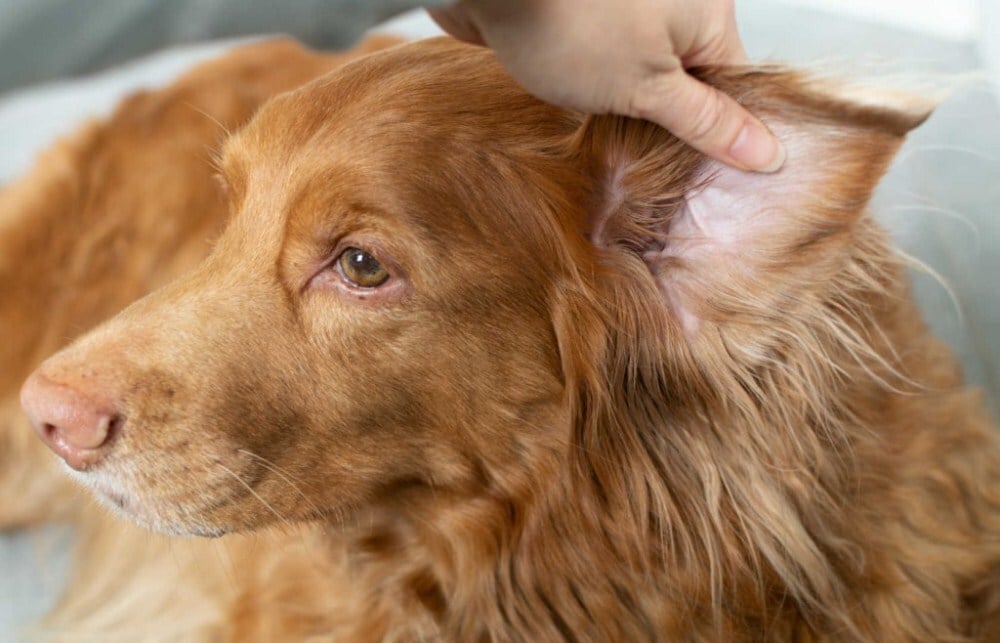 Tartsuk tisztán kutyánk fülét, vigyázzunk egészségére