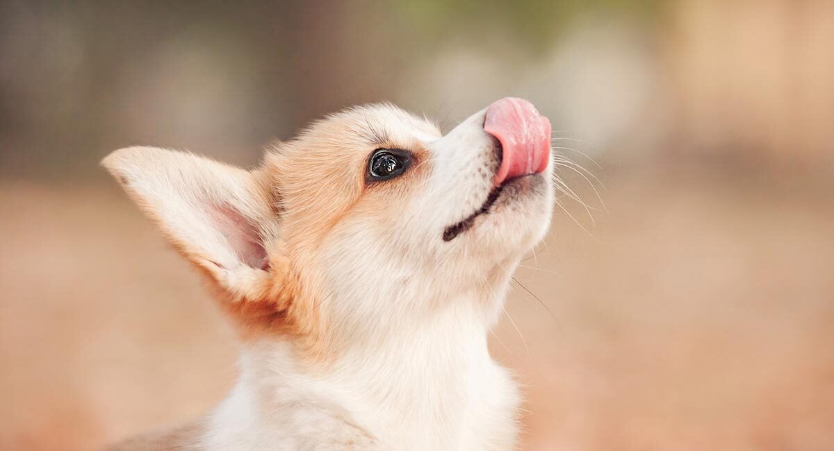 Barátkozás az emberrel - Az illető szaga, illata is döntő a kutyák számára