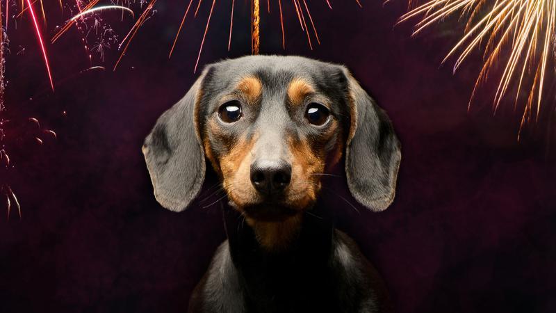 Nagyon sok kutya és más háziállat is retteg a tűzijátéktól