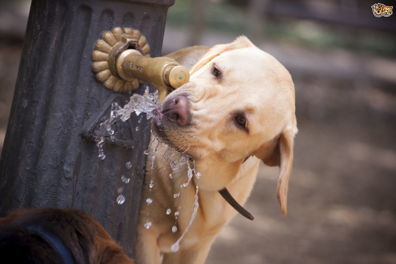 Fizikai aktivitás, séta, játék, munka, sport átmenetileg megnövelheti kutya vízigényét