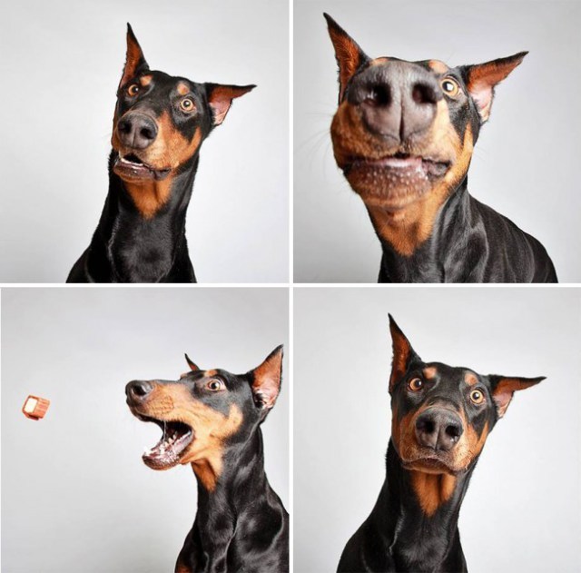Kreatív kutyaportrék