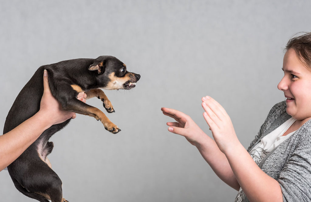 Agresszió kistestű kutyáknál - Miért nevetjük ki, ha jelzi, hogy nem érzi jól magát egy helyzetben?