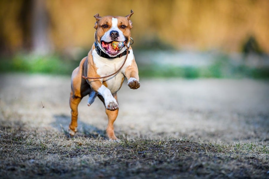 Kutyafajták futáshoz - Amerikai Staffordshire Terrier
