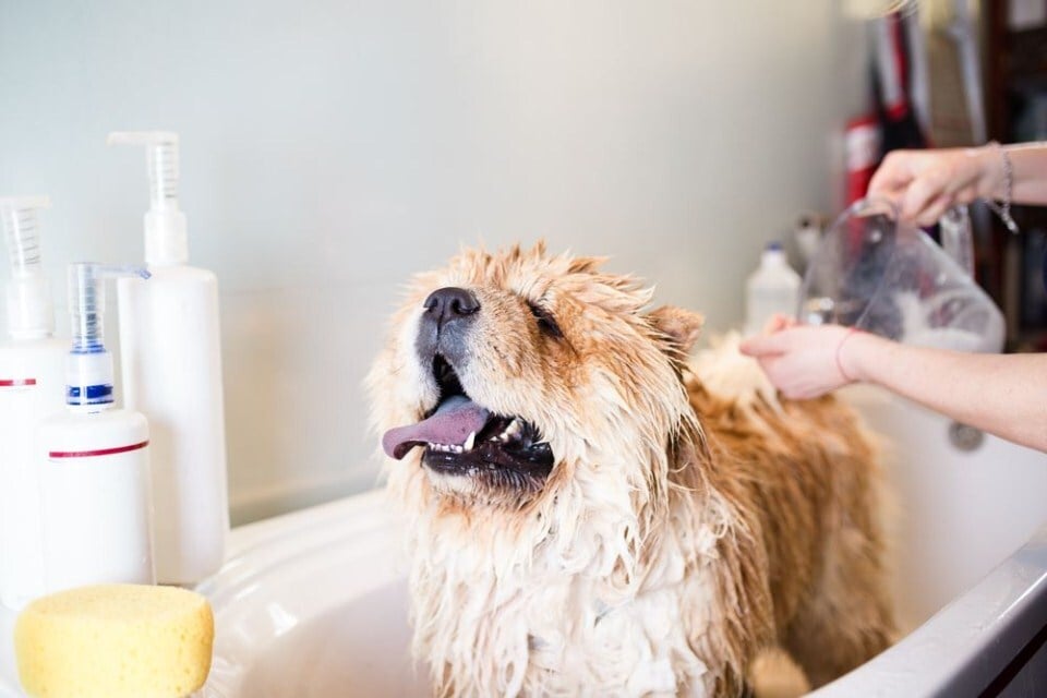 Fürdetés otthon - fokozatosan szoktassuk hozzá a víztől félő kutyánkat