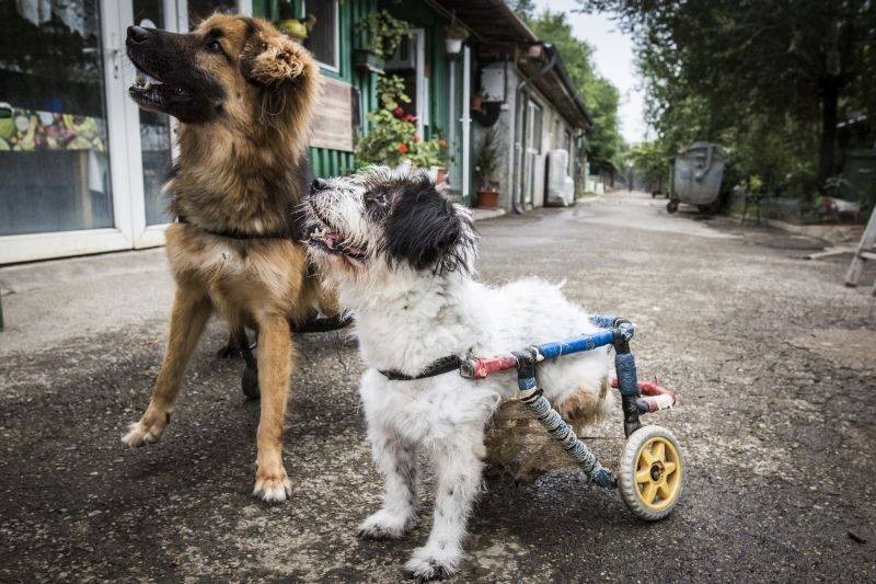 Újra boldogok lehetnek a mentett kutyák - már csak a gazdit kell megtalálniuk