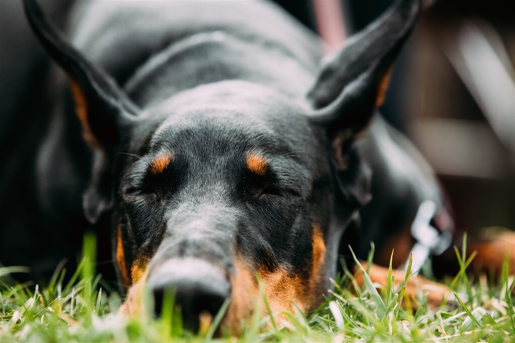 A narkolepsziás kutya minden előjel nélkül összeesik és elalszik a roham során
