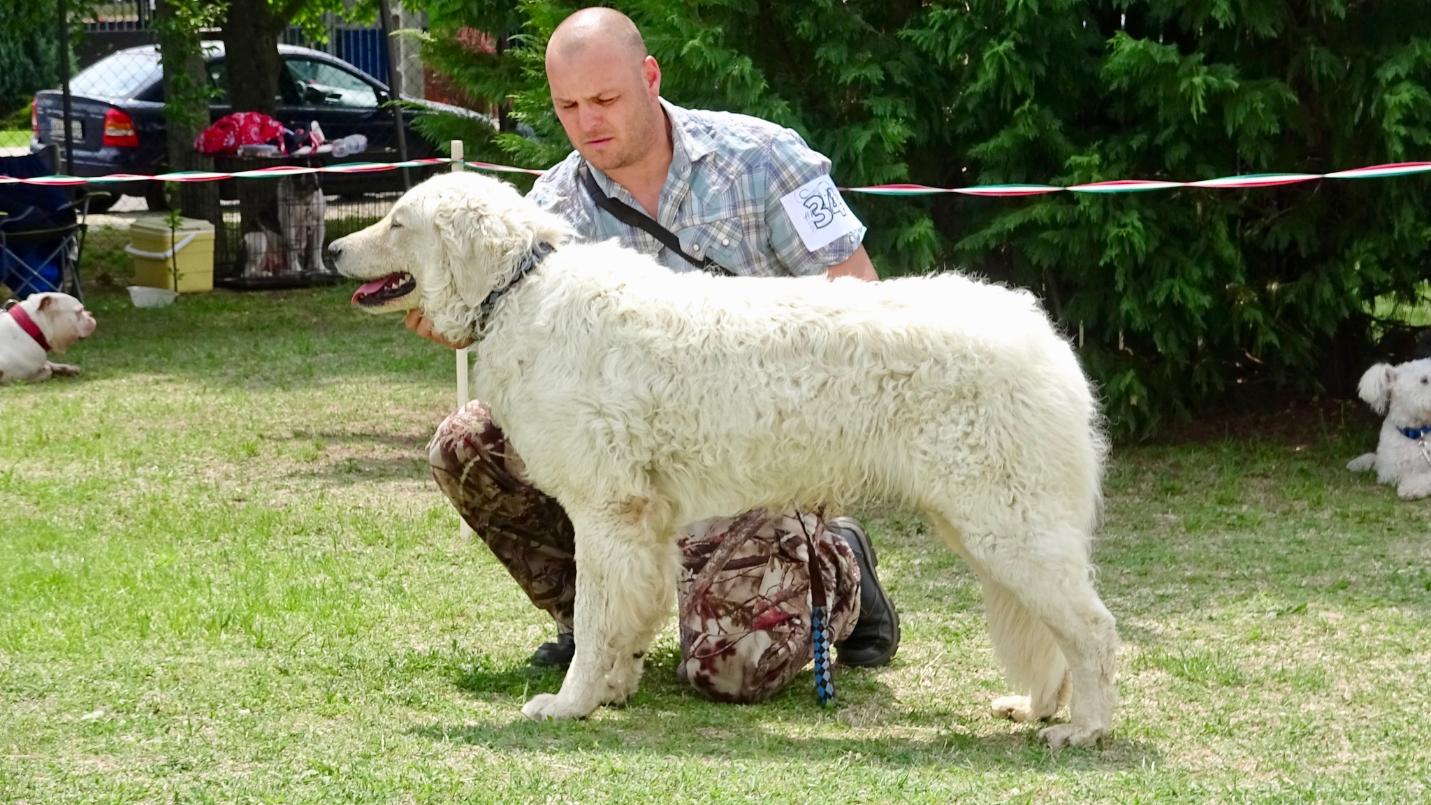 kuvasz kuvasz