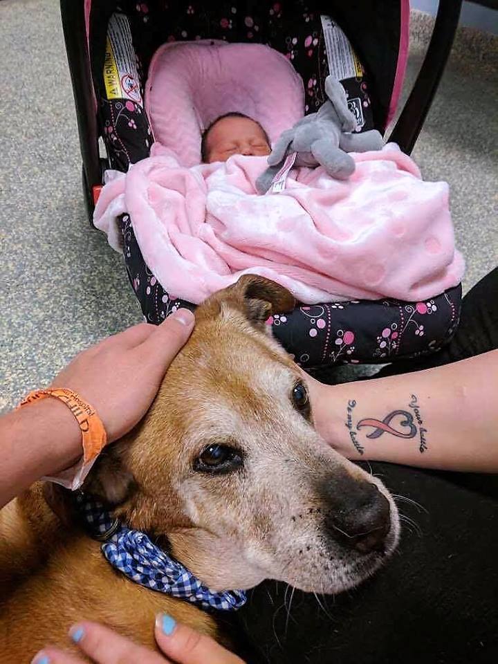 Megvárta kishúga születését az idős kutya